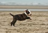 BOULEDOGUE AMERICAIN 246